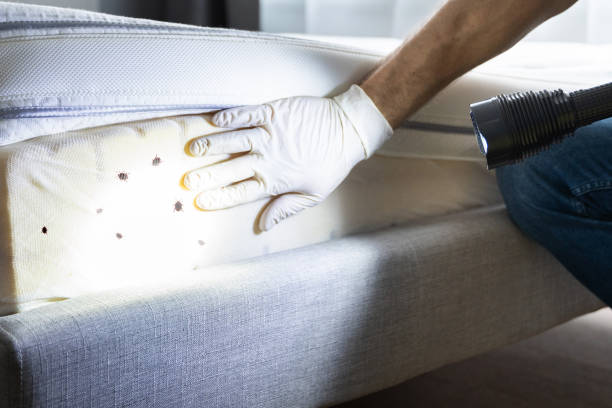 Best Flea Control Services  in Marietta, OK