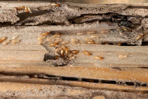 Best Pest Control Cost  in Marietta, OK